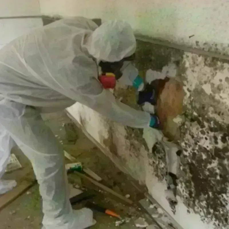 Mold Remediation and Removal in La Verne, CA